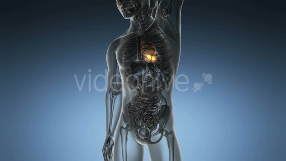 Anatomy Scan Of Human Heart - Download Videohive 18483295