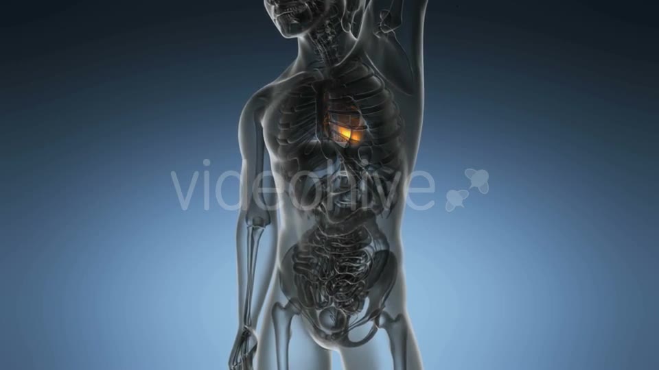 Anatomy Scan Of Human Heart - Download Videohive 18483295