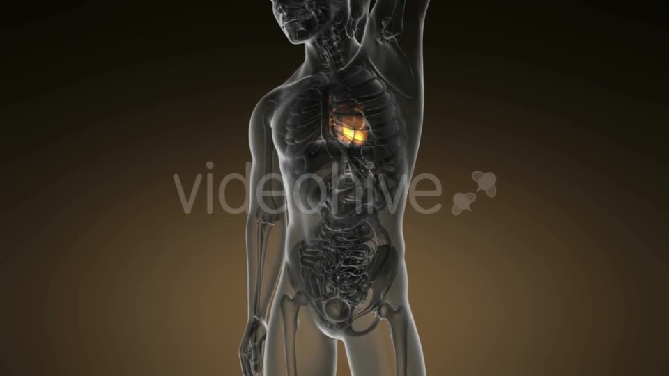 Anatomy Scan Of Human Heart - Download Videohive 18535592