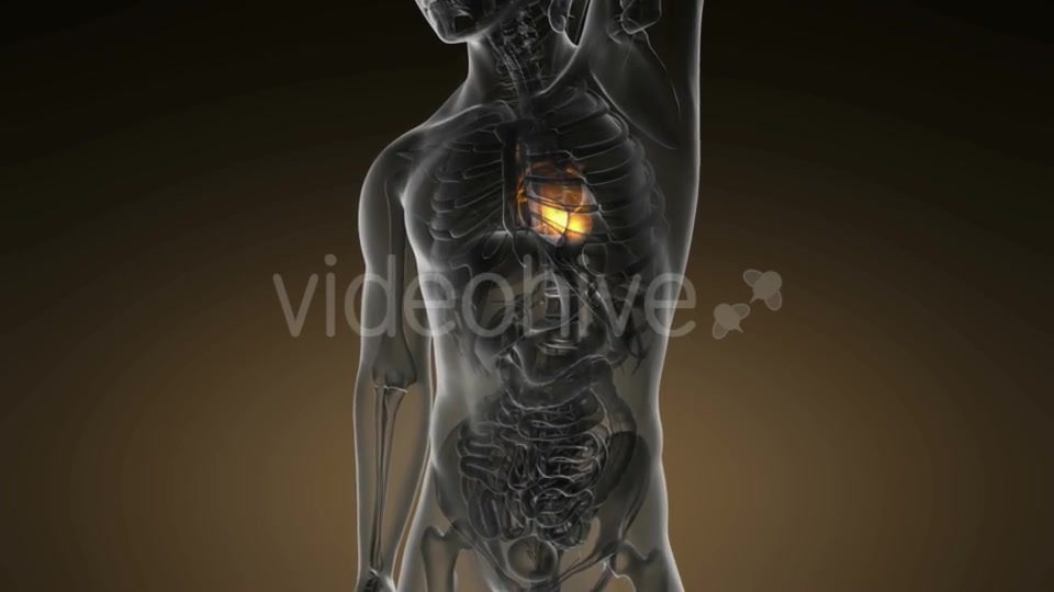 Anatomy Scan Of Human Heart - Download Videohive 18535592