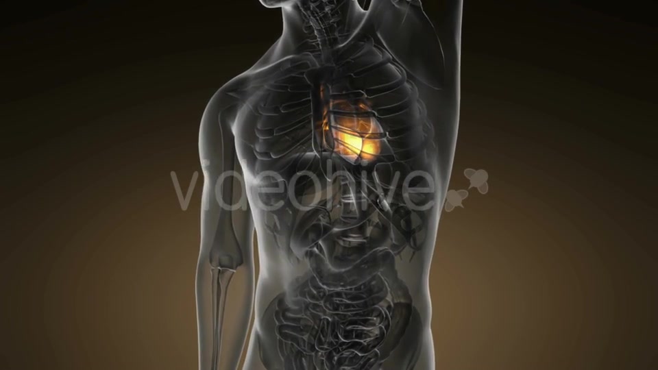 Anatomy Scan Of Human Heart - Download Videohive 18535592