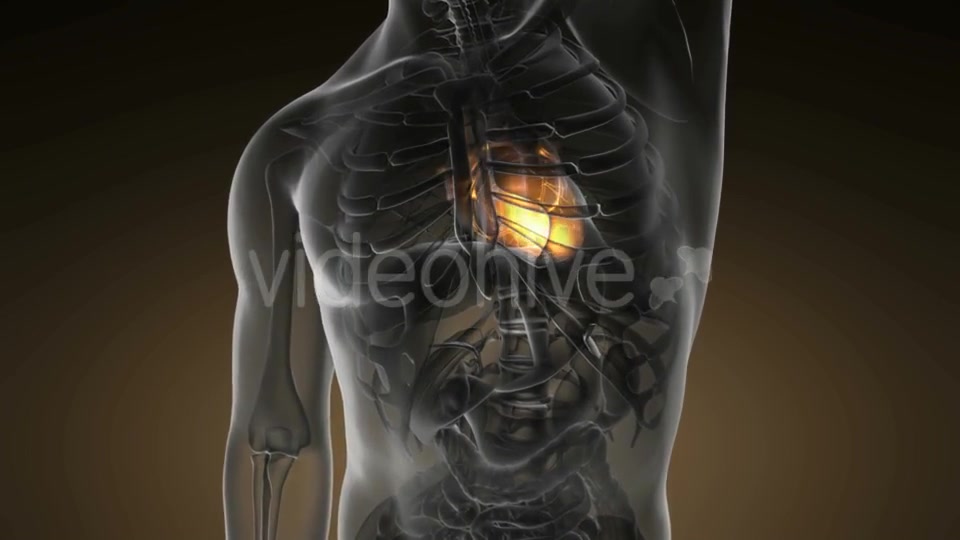 Anatomy Scan Of Human Heart - Download Videohive 18535592