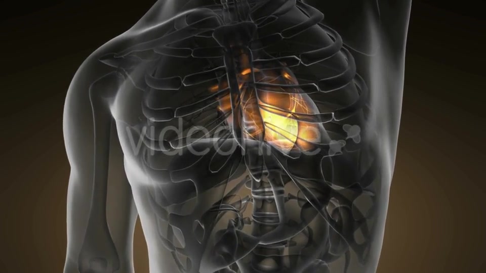 Anatomy Scan Of Human Heart - Download Videohive 18535592