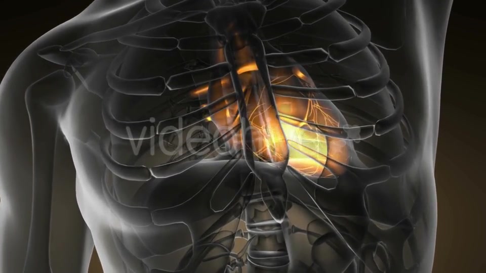 Anatomy Scan Of Human Heart - Download Videohive 18535592