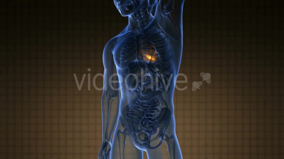 Anatomy Scan of Human Heart - Download Videohive 19011701