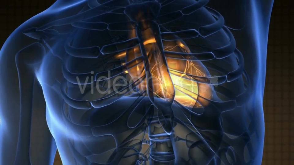 Anatomy Scan of Human Heart - Download Videohive 19011701