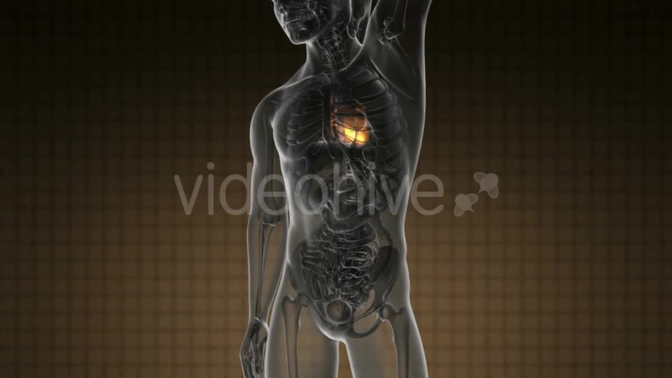 Anatomy Scan of Human Heart - Download Videohive 19109522