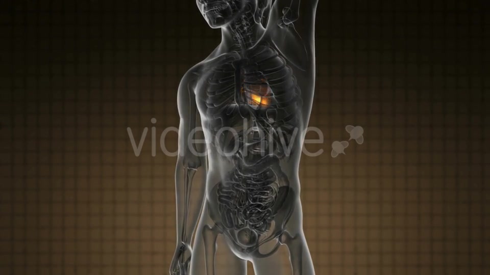 Anatomy Scan of Human Heart - Download Videohive 19109522