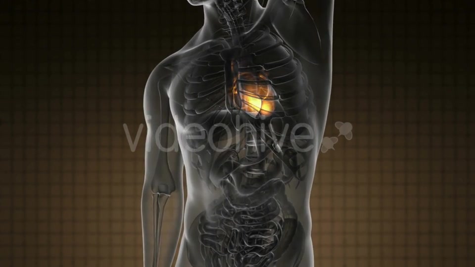 Anatomy Scan of Human Heart - Download Videohive 19109522