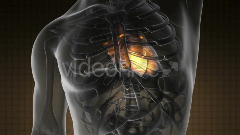 Anatomy Scan of Human Heart - Download Videohive 19109522