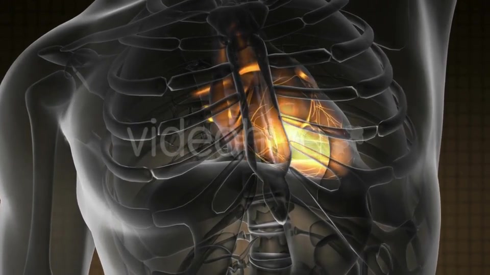 Anatomy Scan of Human Heart - Download Videohive 19109522