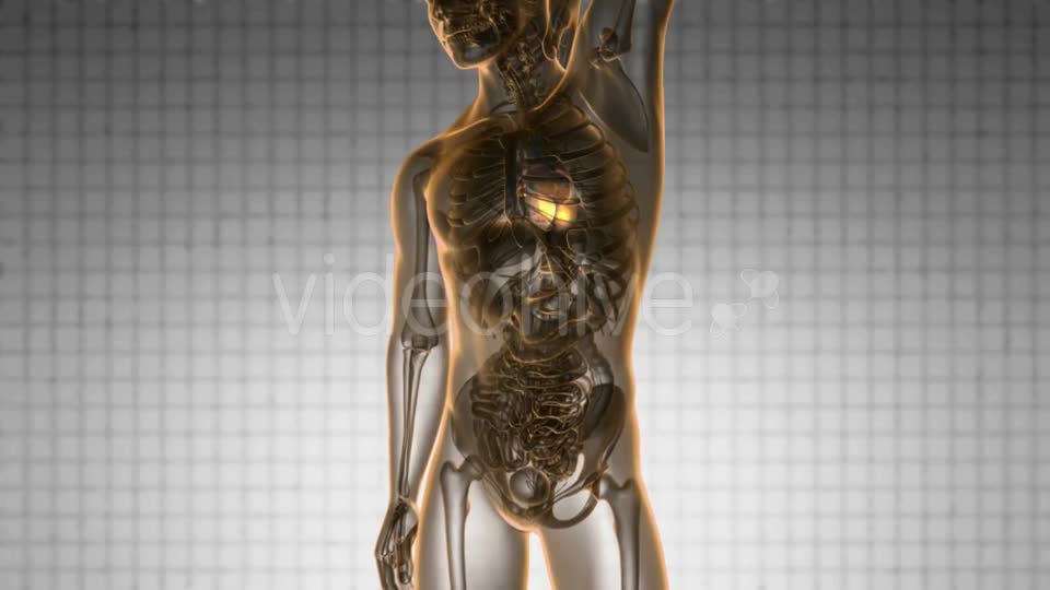 Anatomy Scan of Human Heart - Download Videohive 19289828