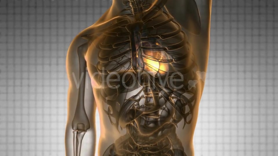 Anatomy Scan of Human Heart - Download Videohive 19289828