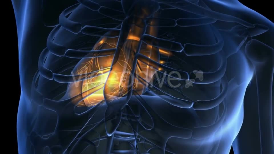 Anatomy Scan of Human Heart - Download Videohive 19894737