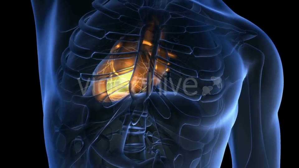 Anatomy Scan of Human Heart - Download Videohive 19894737