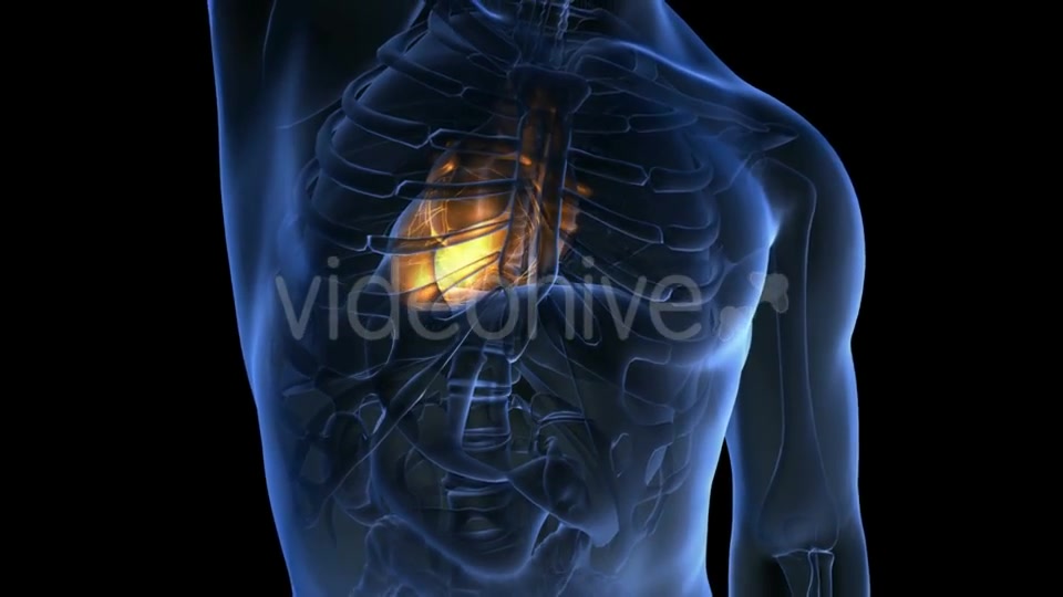 Anatomy Scan of Human Heart - Download Videohive 19894737