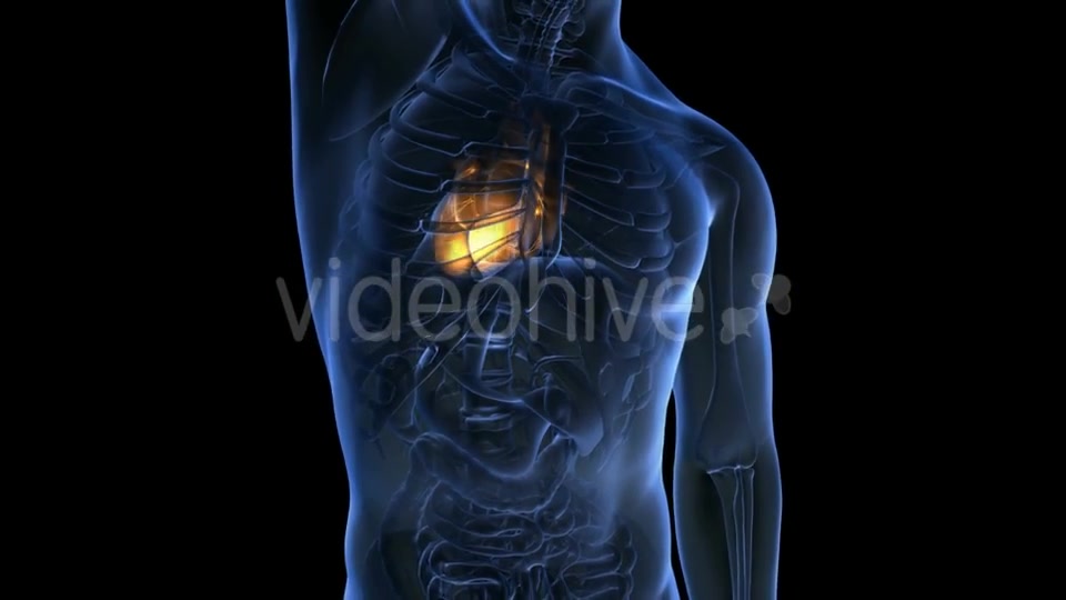 Anatomy Scan of Human Heart - Download Videohive 19894737