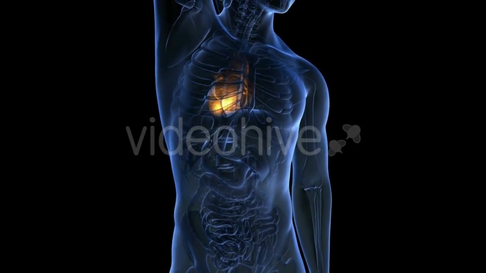 Anatomy Scan of Human Heart - Download Videohive 19894737