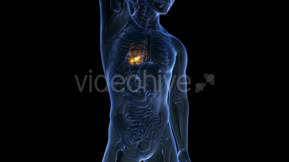 Anatomy Scan of Human Heart - Download Videohive 19894737