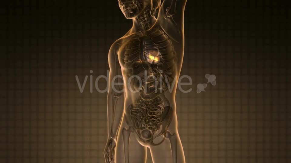 Anatomy Scan of Human Heart - Download Videohive 19928101