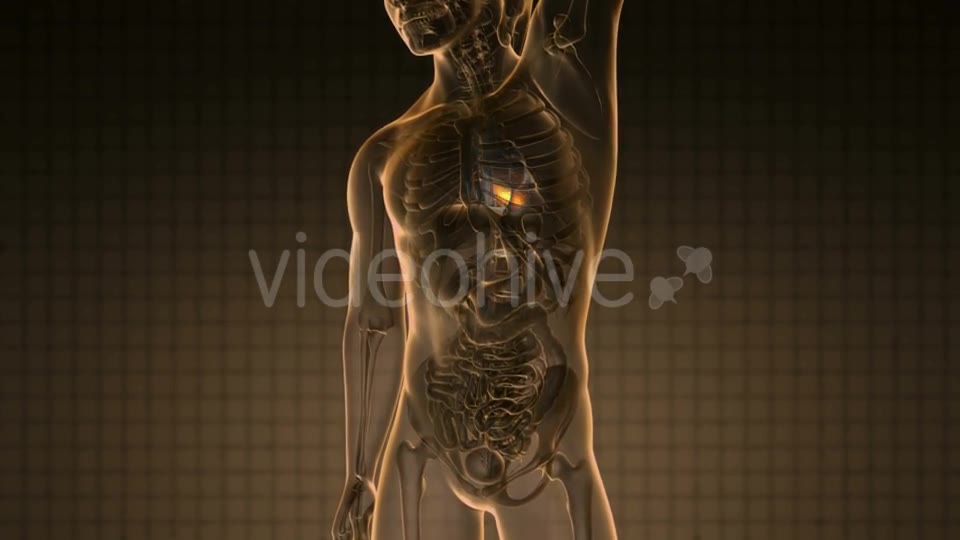 Anatomy Scan of Human Heart - Download Videohive 19928101