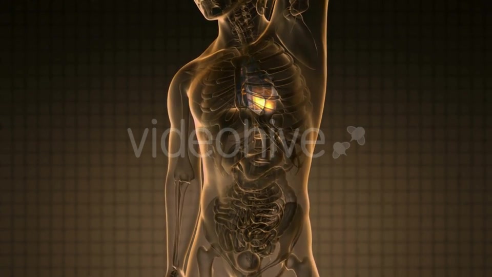 Anatomy Scan of Human Heart - Download Videohive 19928101