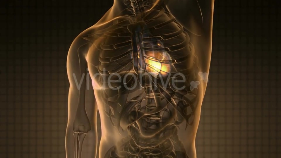 Anatomy Scan of Human Heart - Download Videohive 19928101