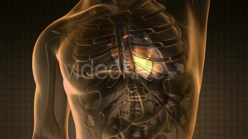 Anatomy Scan of Human Heart - Download Videohive 19928101