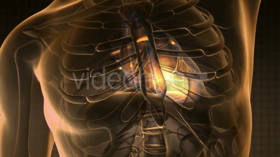 Anatomy Scan of Human Heart - Download Videohive 19928101