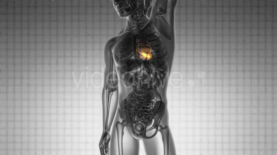 Anatomy Scan of Human Heart - Download Videohive 19928213