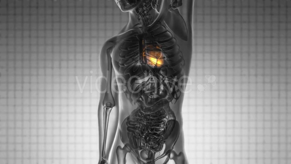 Anatomy Scan of Human Heart - Download Videohive 19928213