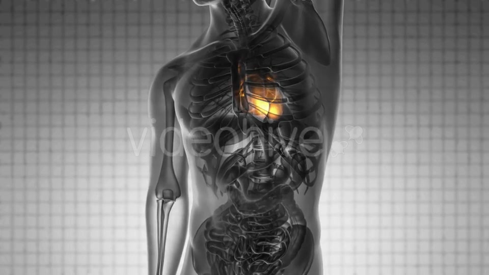 Anatomy Scan of Human Heart - Download Videohive 19928213
