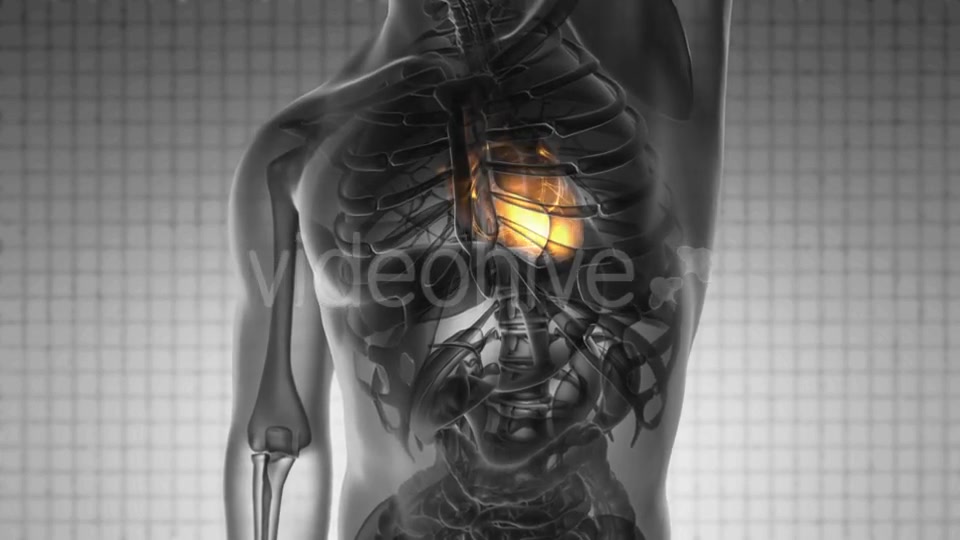 Anatomy Scan of Human Heart - Download Videohive 19928213