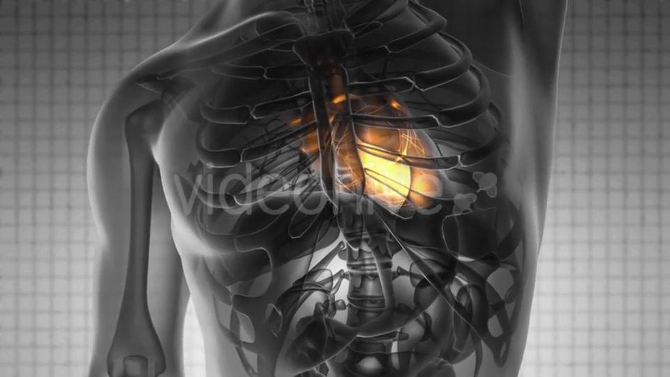 Anatomy Scan of Human Heart - Download Videohive 19928213