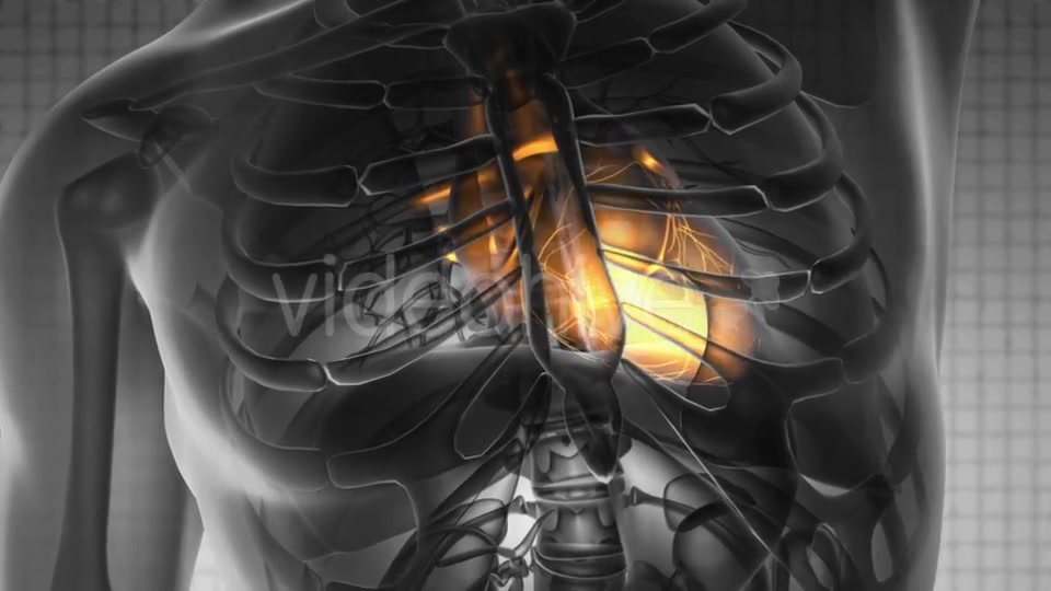 Anatomy Scan of Human Heart - Download Videohive 19928213