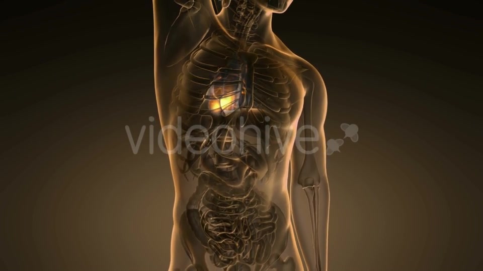 Anatomy Scan of Human Heart - Download Videohive 19928218