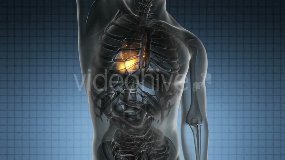 Anatomy Scan of Human Heart - Download Videohive 19989917