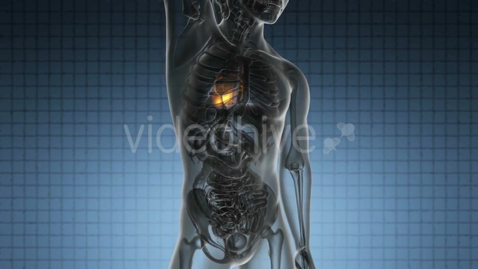 Anatomy Scan of Human Heart - Download Videohive 19989917