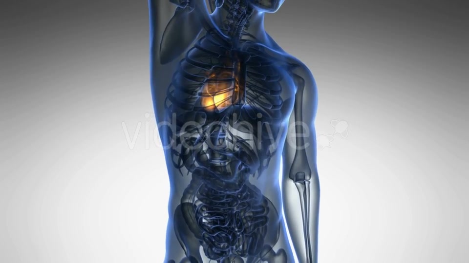 Anatomy Scan of Human Heart - Download Videohive 20011120
