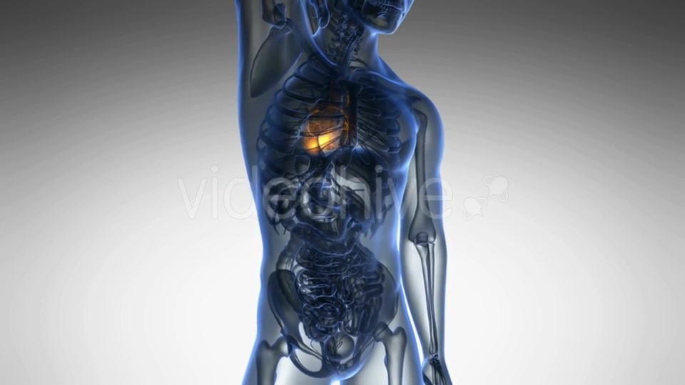 Anatomy Scan of Human Heart - Download Videohive 20011120