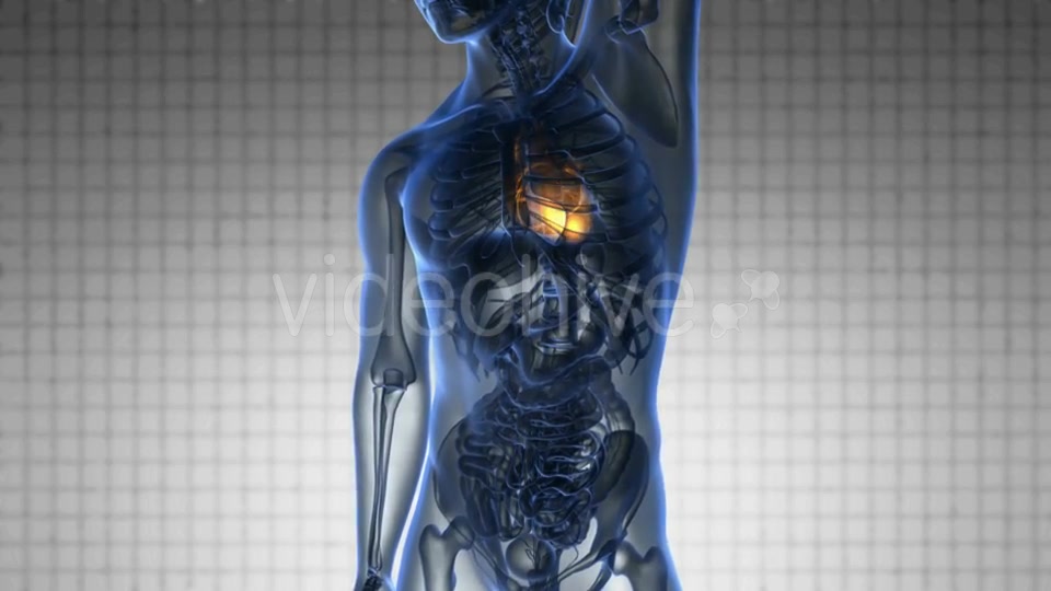 Anatomy Scan of Human Heart - Download Videohive 20290812