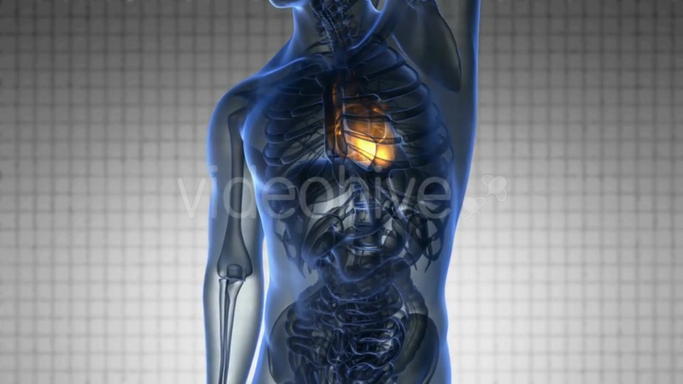 Anatomy Scan of Human Heart - Download Videohive 20290812