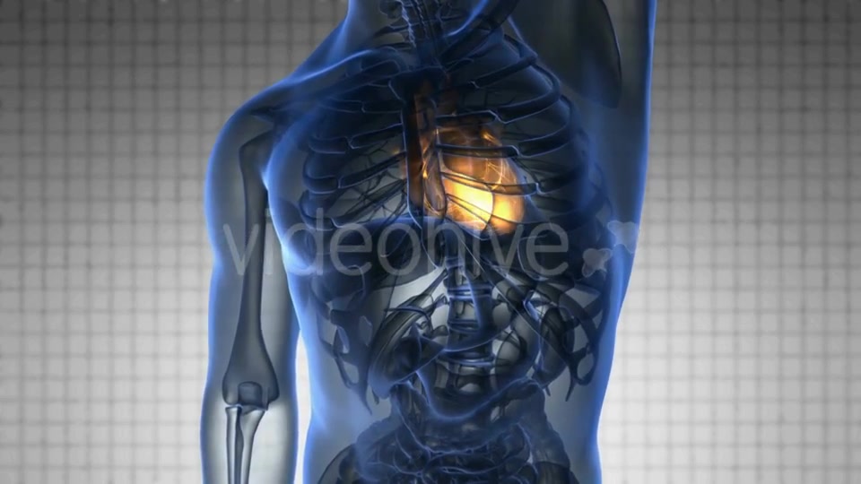 Anatomy Scan of Human Heart - Download Videohive 20290812