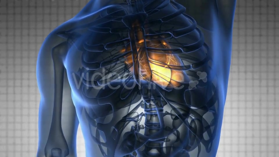 Anatomy Scan of Human Heart - Download Videohive 20290812