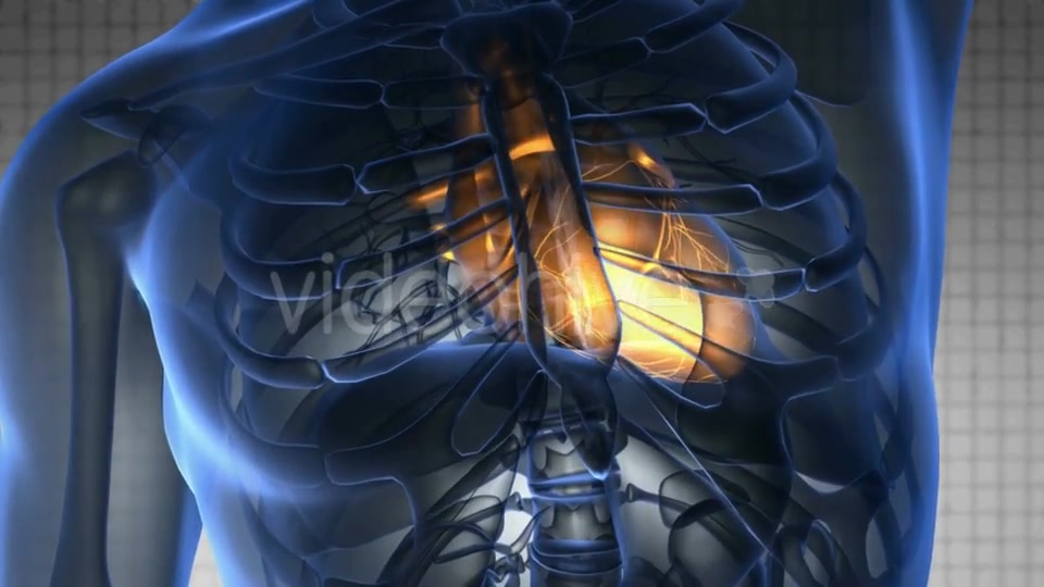 Anatomy Scan of Human Heart - Download Videohive 20290812