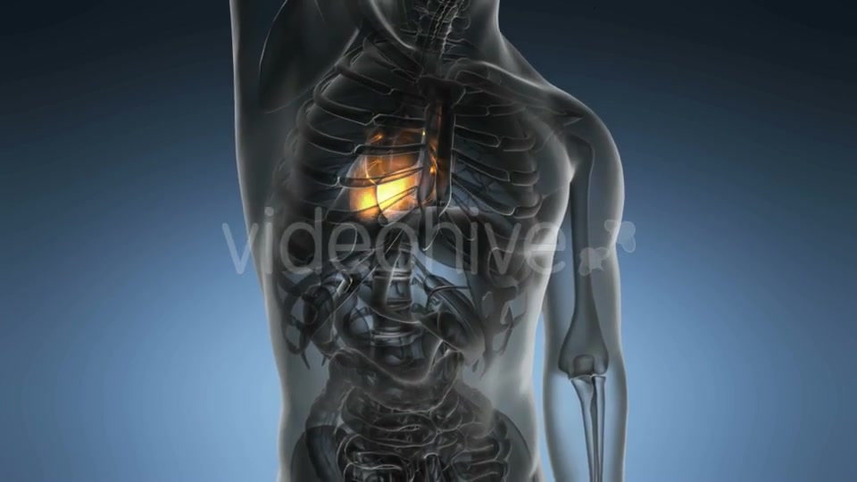 Anatomy Scan of Human Heart - Download Videohive 20290823