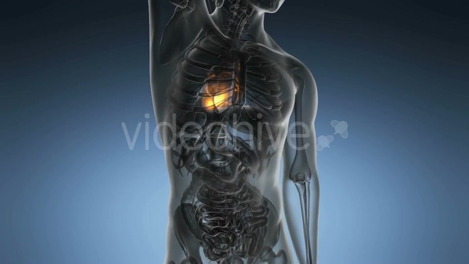 Anatomy Scan of Human Heart - Download Videohive 20290823