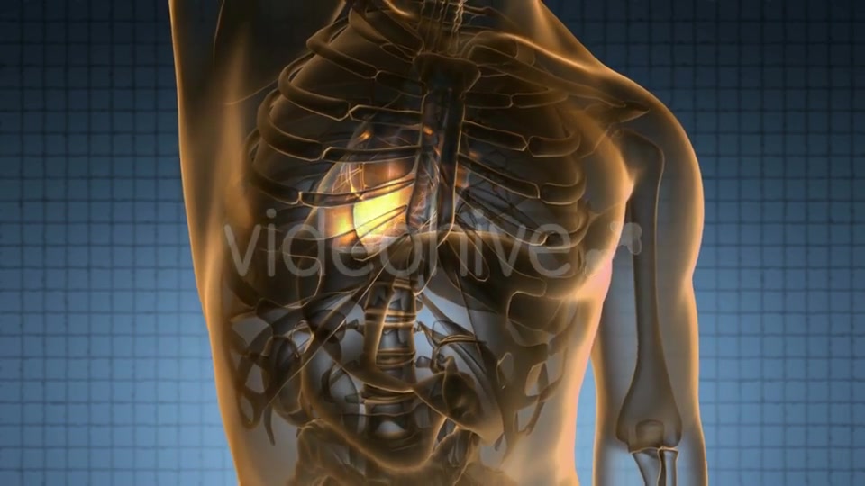 Anatomy Scan of Human Heart - Download Videohive 20734221