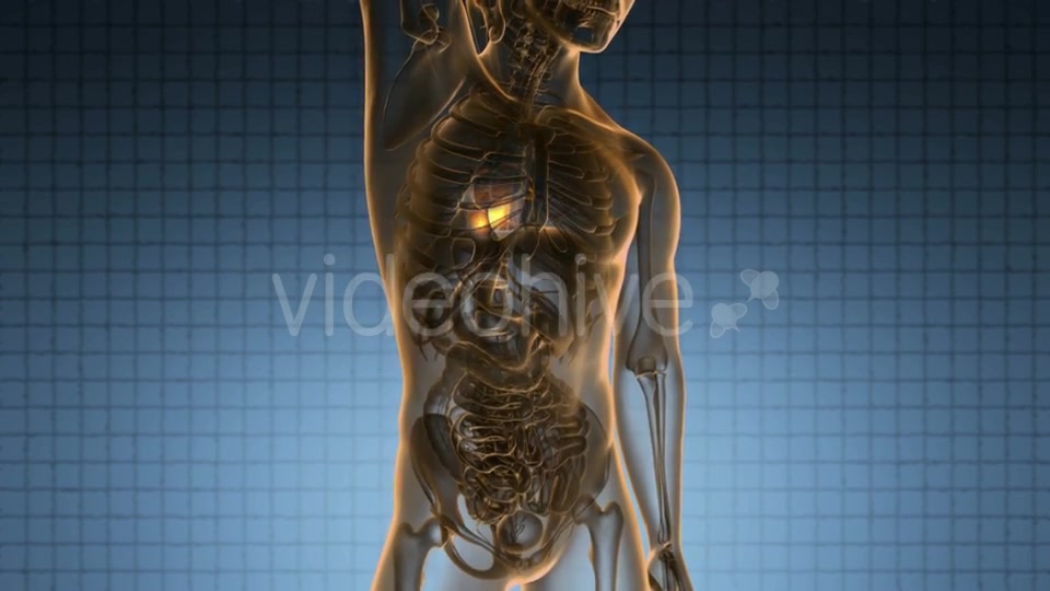 Anatomy Scan of Human Heart - Download Videohive 20734221