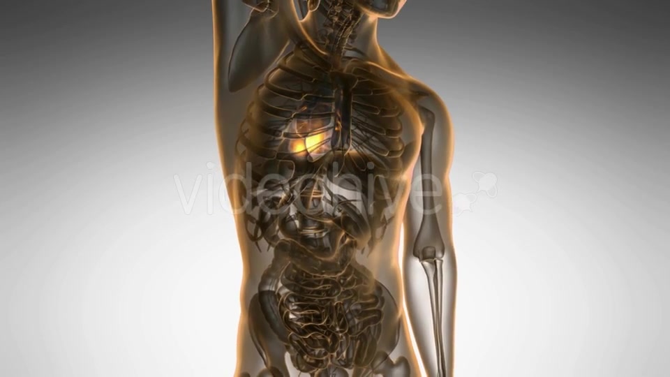 Anatomy Scan of Human Heart - Download Videohive 20778224